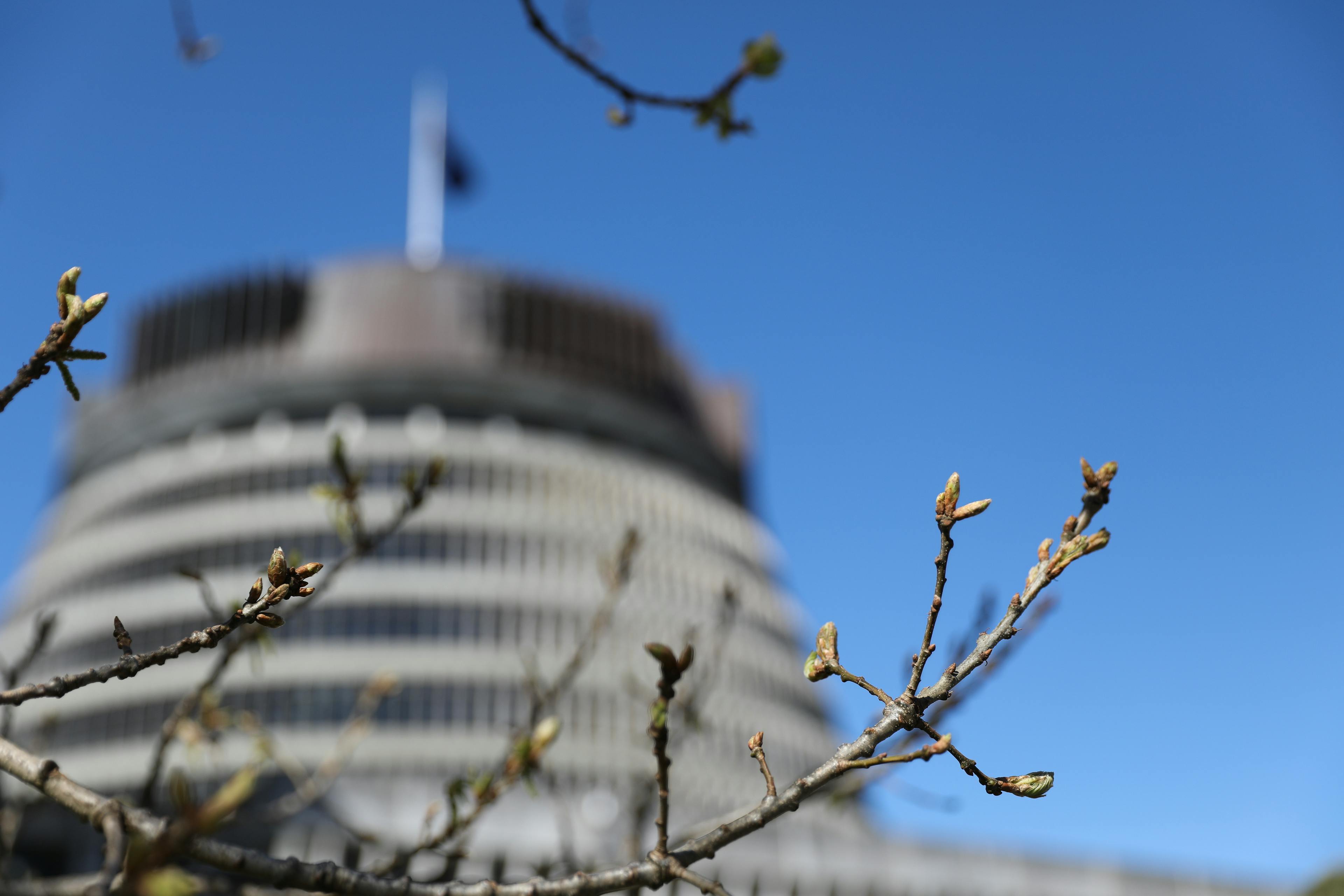 Spring at Parliament, where the oak trees feel a fresh flush of growth