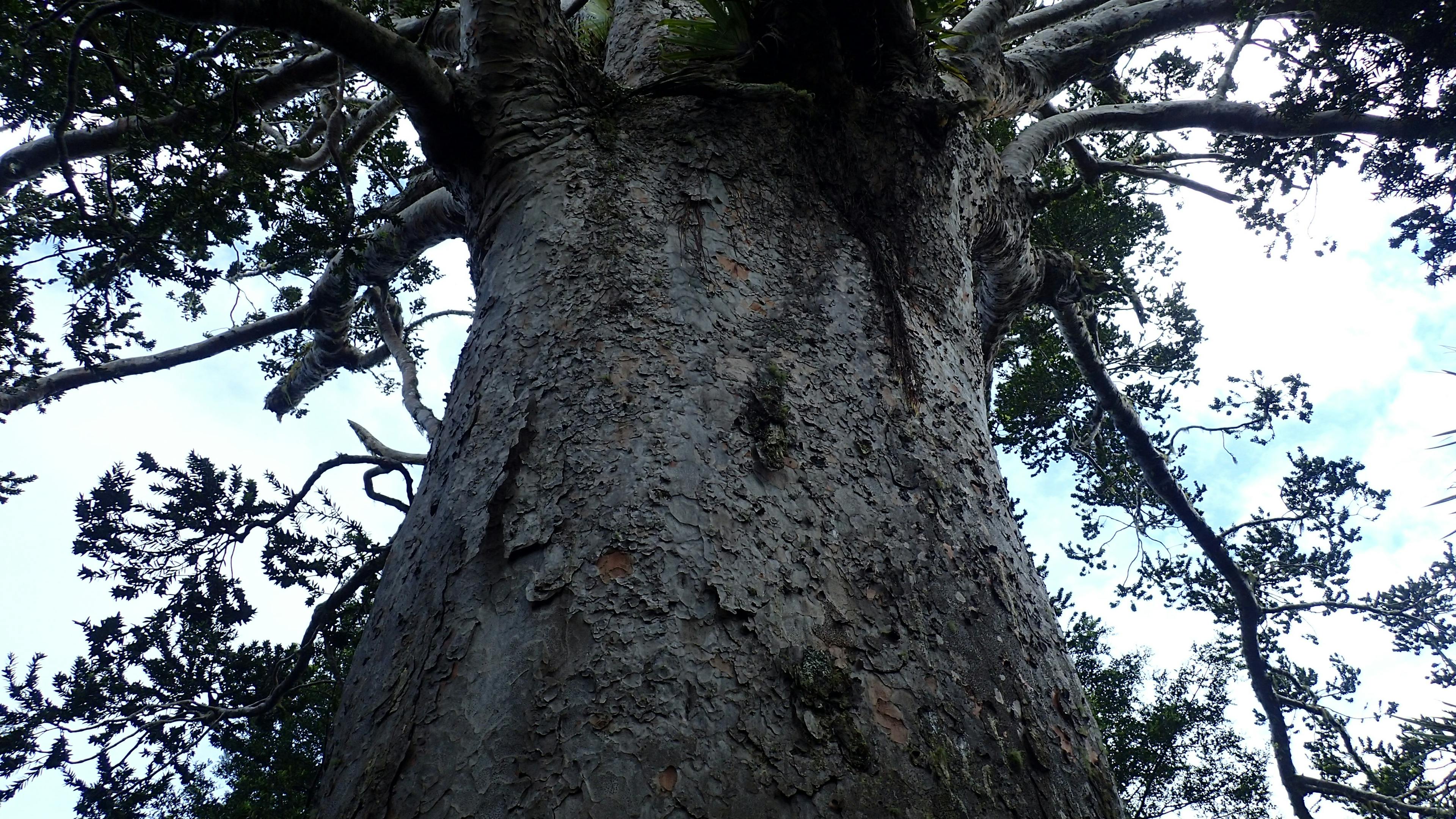 A view up the trunk of Tane Moana.