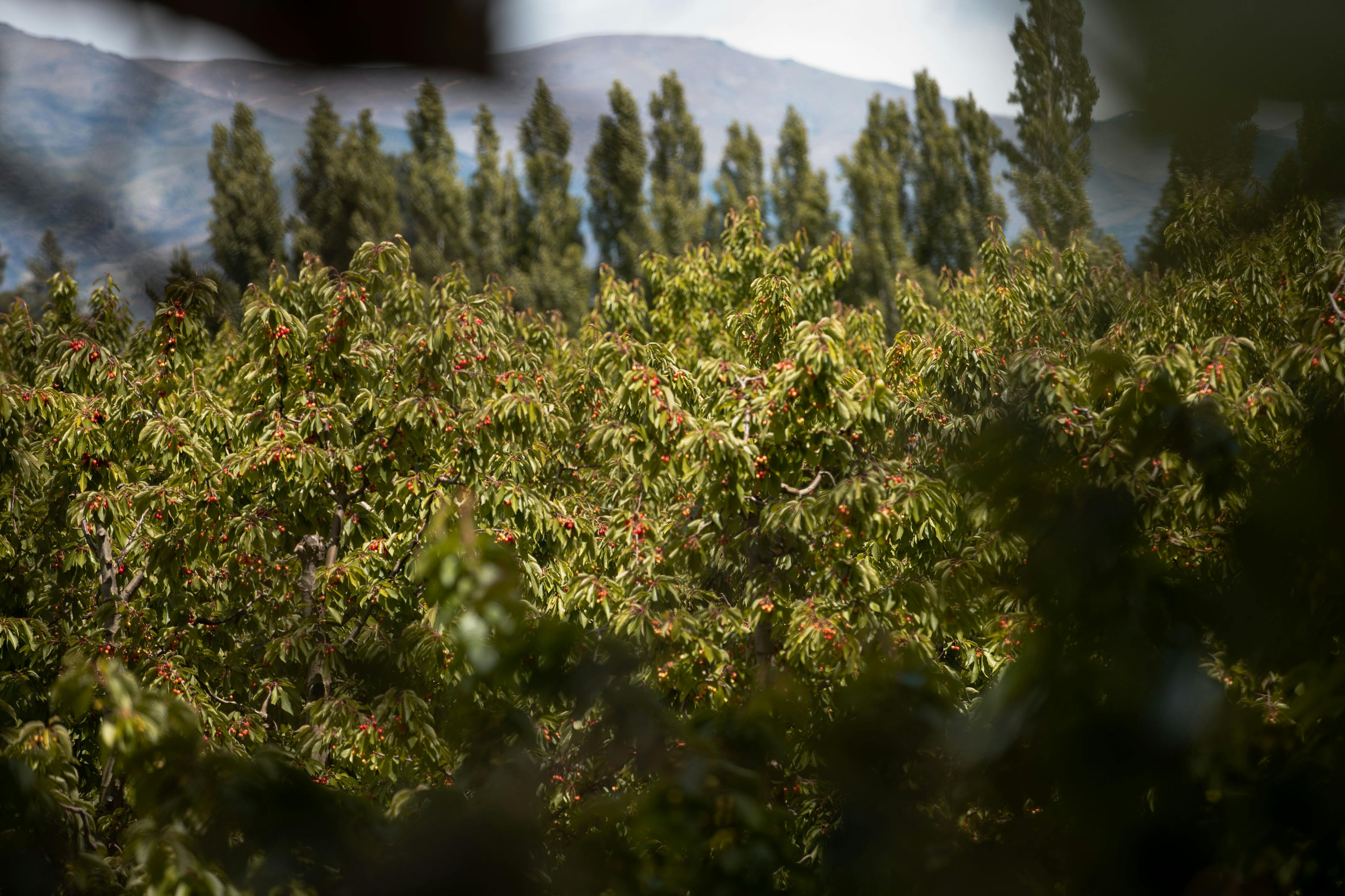 Cherry trees in Central Otago