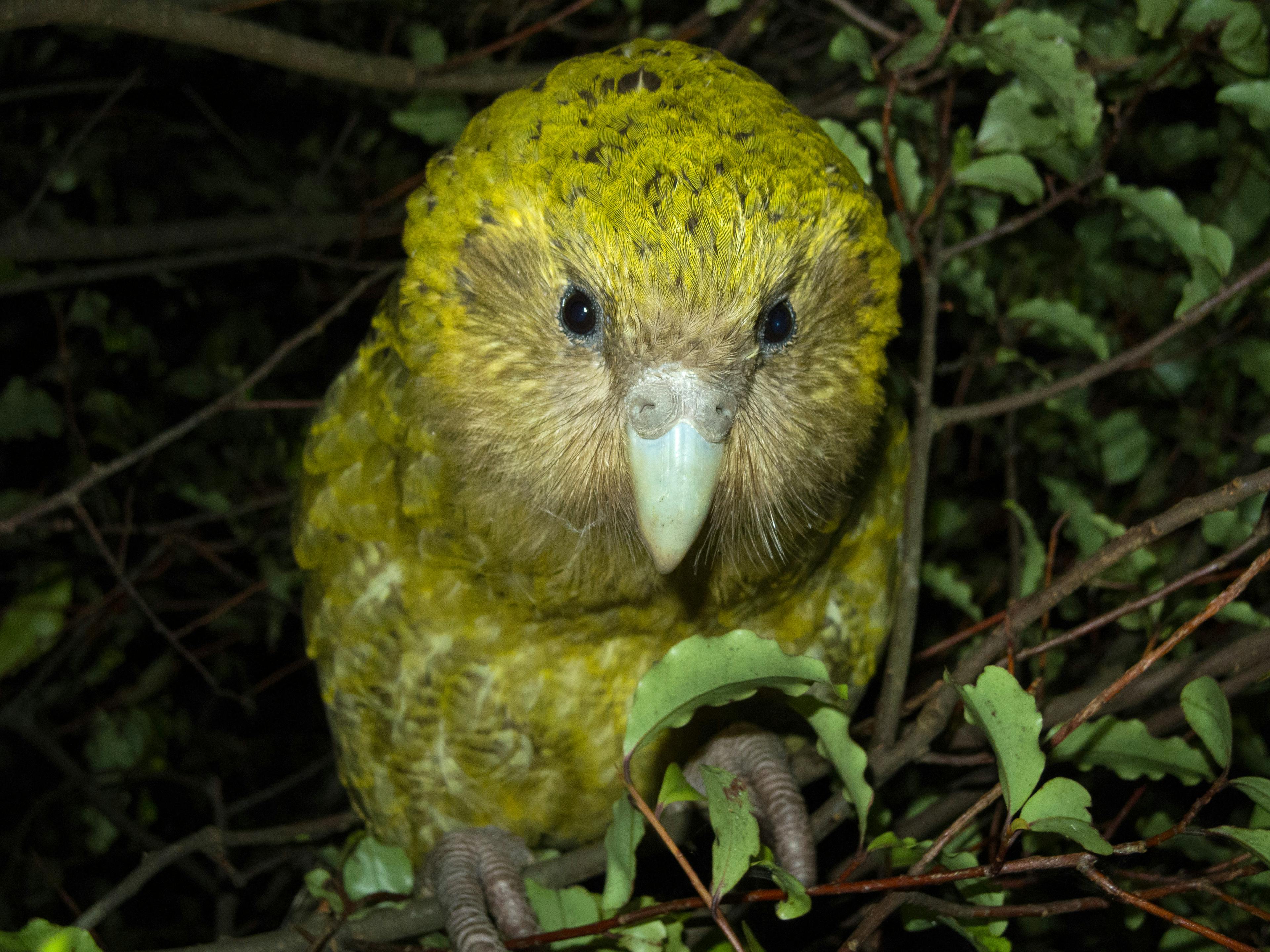 A close in shot of a kākāpō standing on a branch.