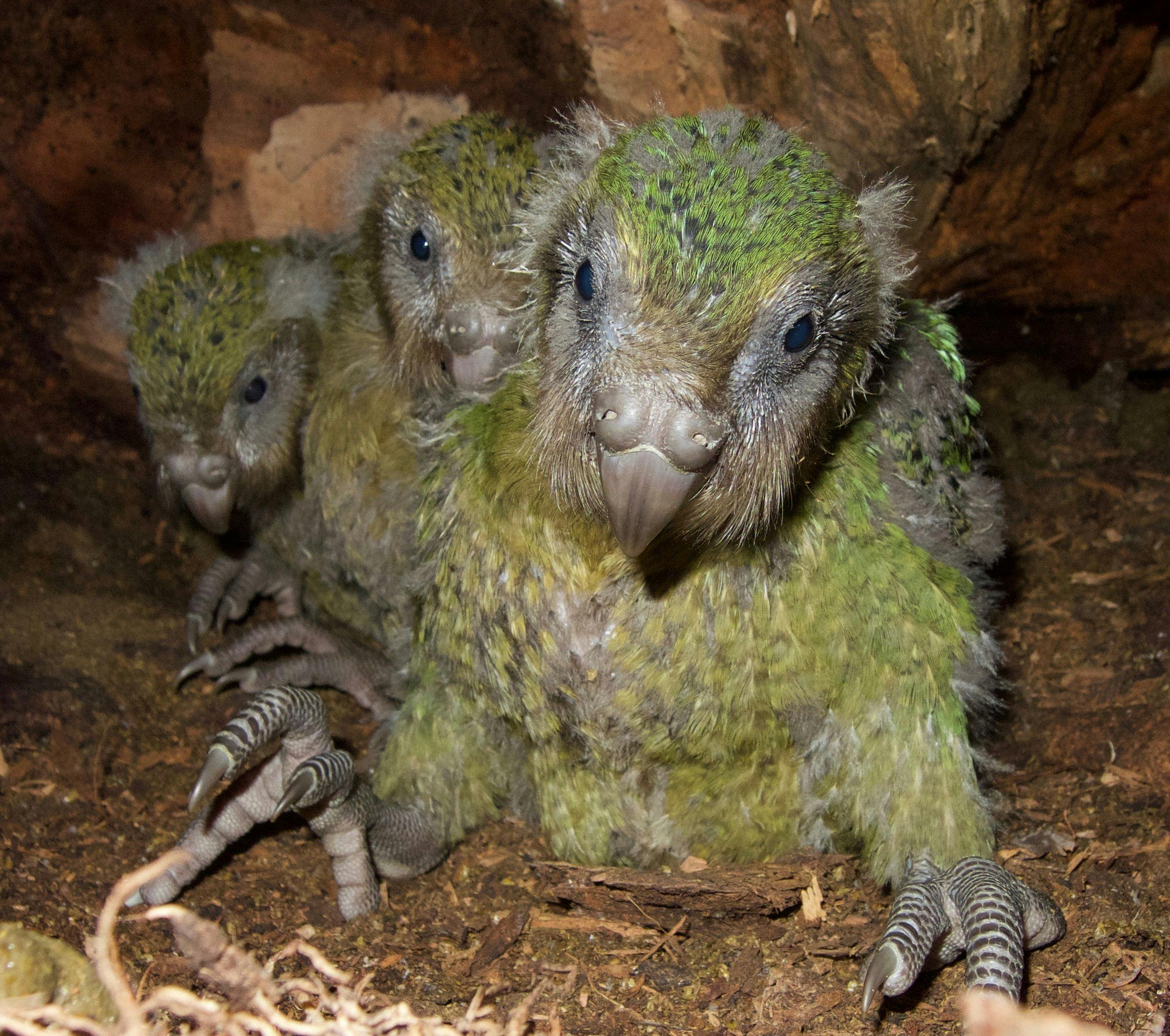 Before her untimely death from the fungal disease aspergillosis, Hoki was foster mum to three kākāpō chicks. From left to right, Huhana-2-A-19, Pearl-2-B-19 and Bella-1-A-19.