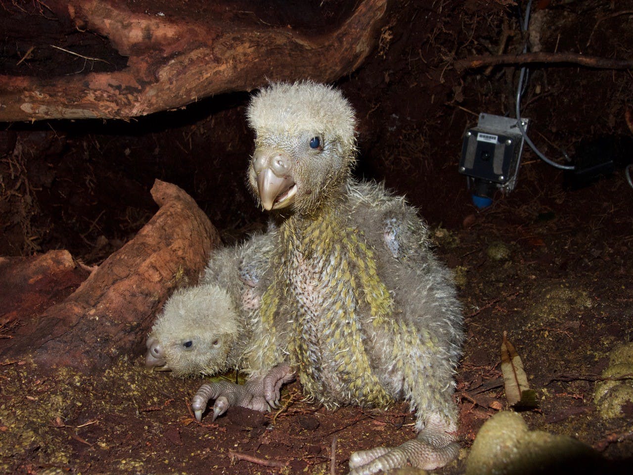 Two kākāpō chicks that are nearly a month old, thriving in a nest on Anchor Island in Fiordland.