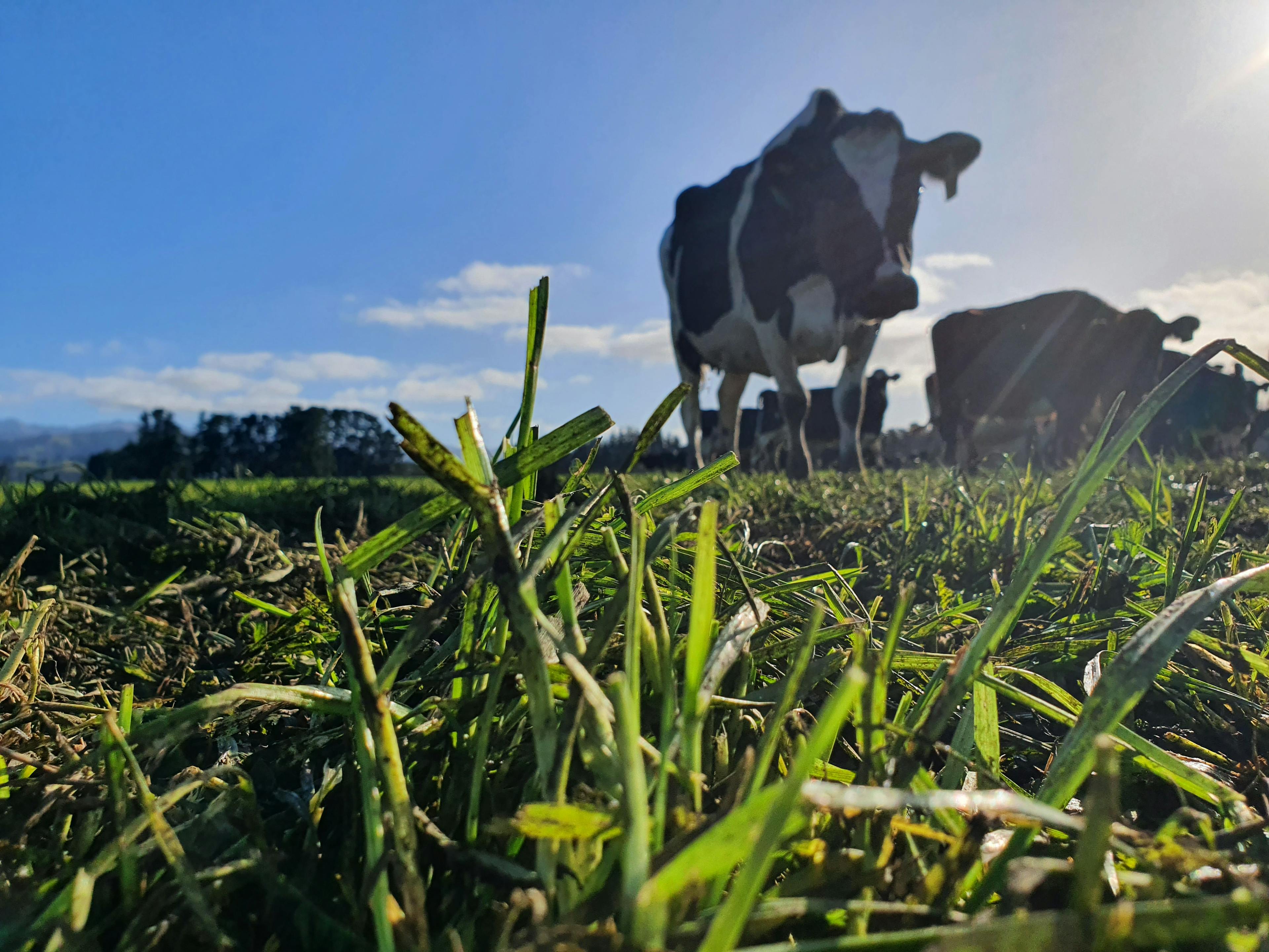 Dairy cow on pasture