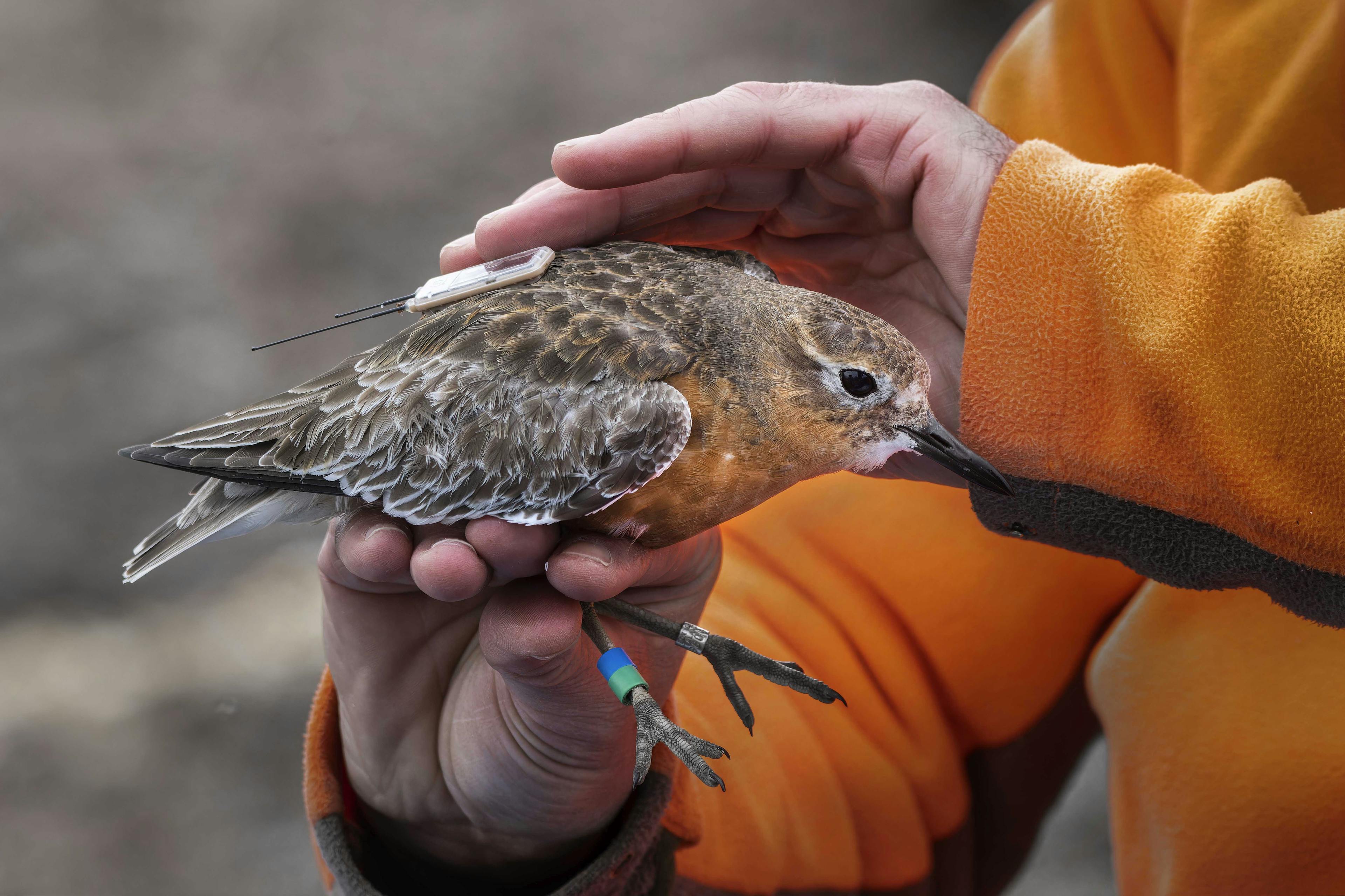 The hands of a person wearing a bright orange fleece gently hold a small bird with mottled brown and white plumage above and rust-coloured plumage on its breast. The bird has a small device attached to its back and blue and green rings around one of its legs.