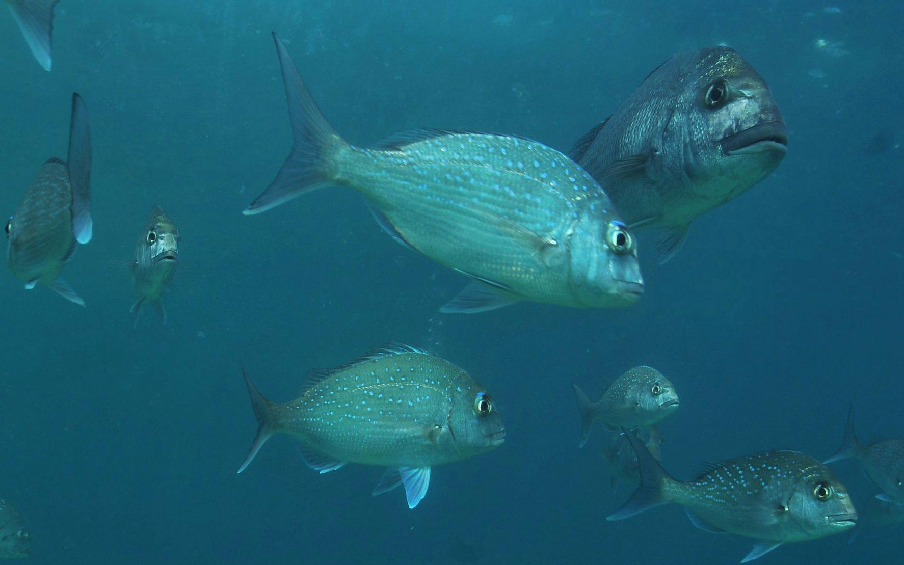 Both juvenile and adult snapper gather in the marine reserve around Goat Island near Leigh in New Zealand.