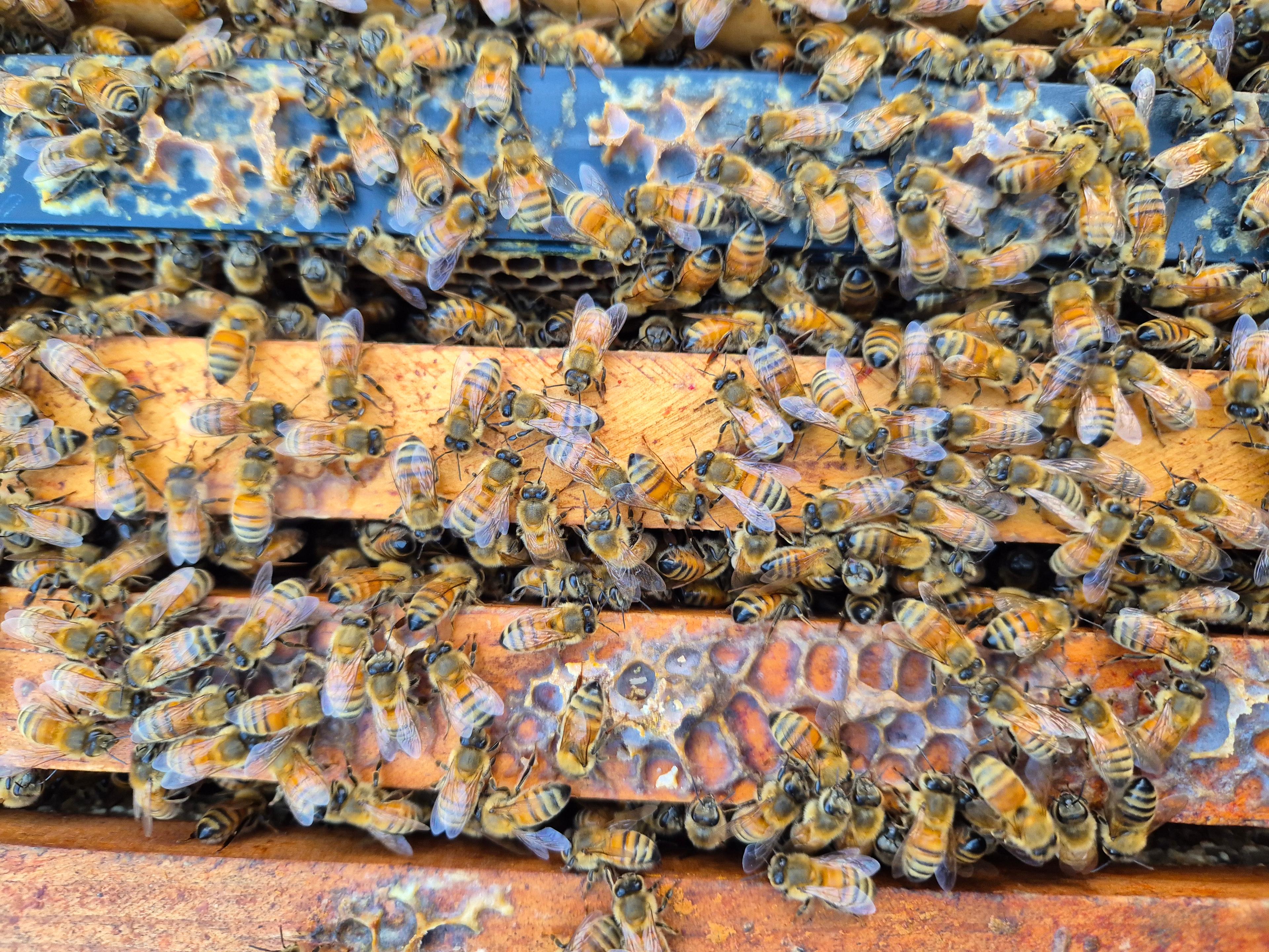 Each hives contains thousands of bees - between 25,000 to 30,000.