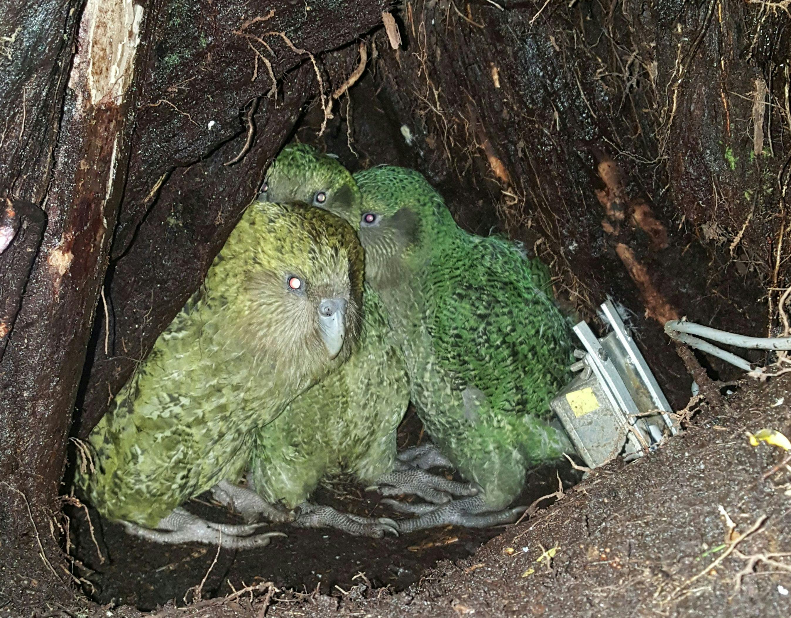 Kākāpō mum Yasmine with her two newly fledged foster chicks, in her nest on Anchor Island.