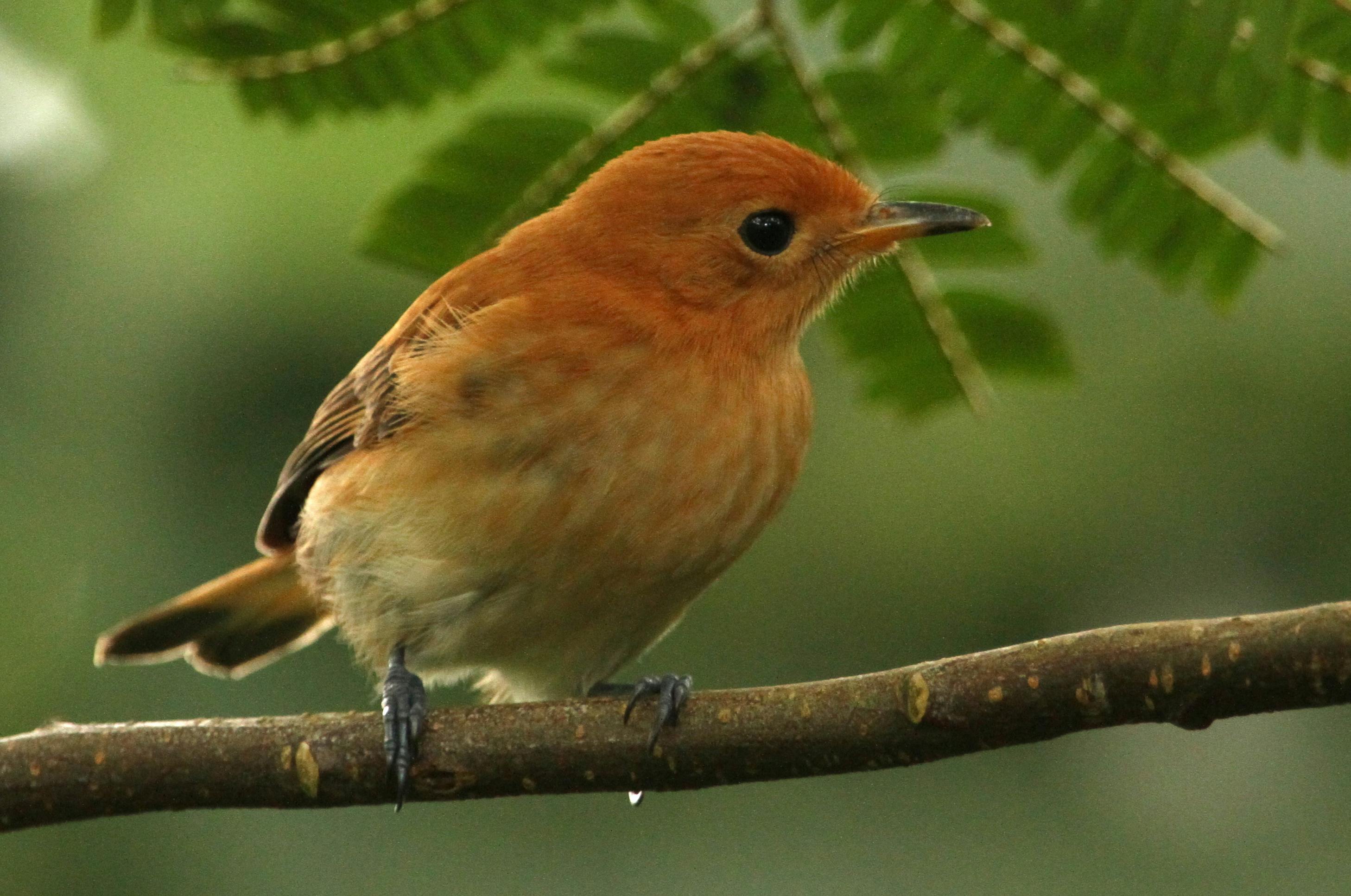 A close up of a small bird perched on a twig with leaves in the background. The bird has an orange head and orange and black wings, dark feet, and a black tipped tail.