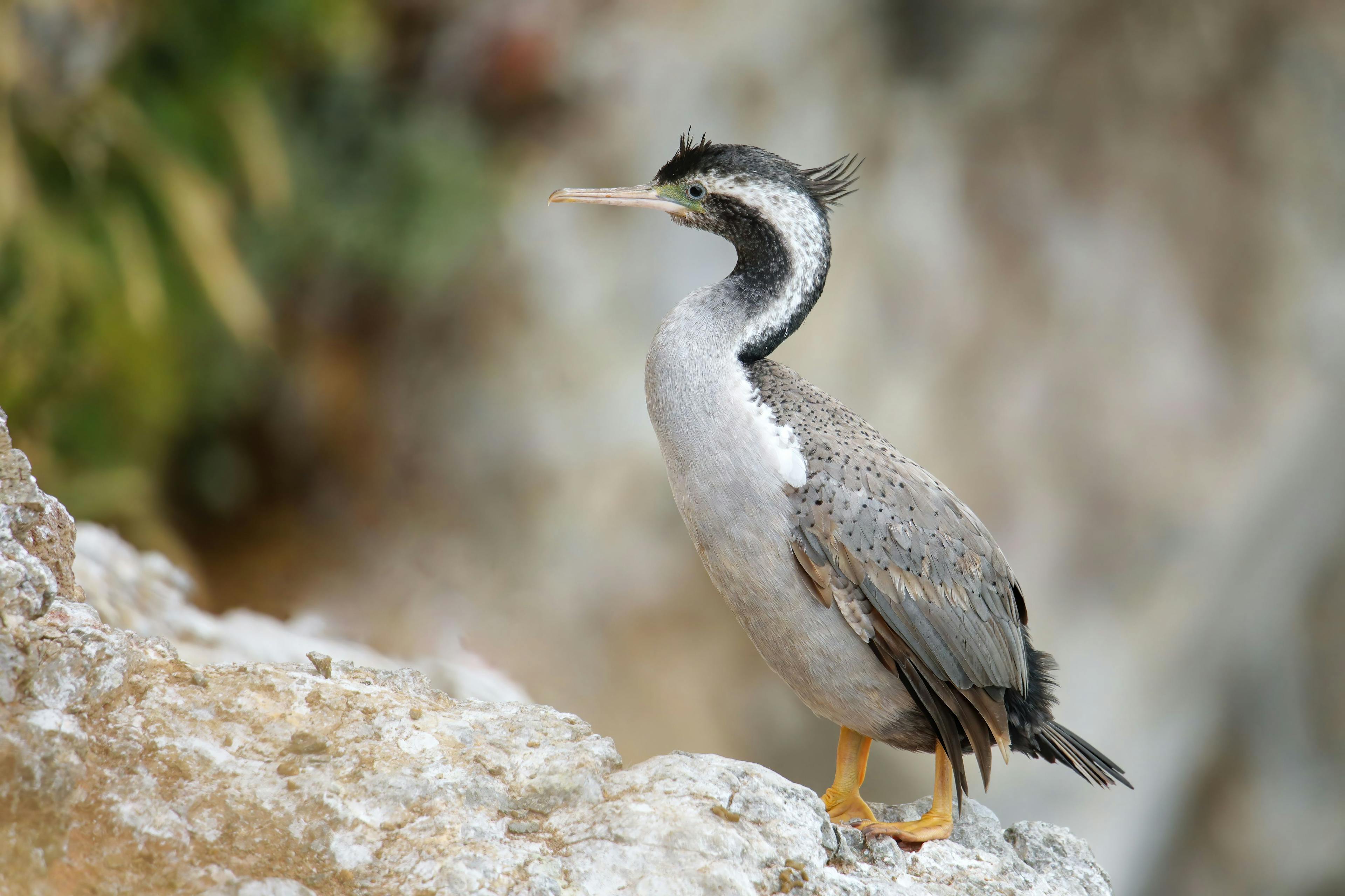 Spotted shag (Phalacrocorax punctatus) at Taiaroa Head, Otago Peninsula, New Zealand. It is endemic to New Zealand.