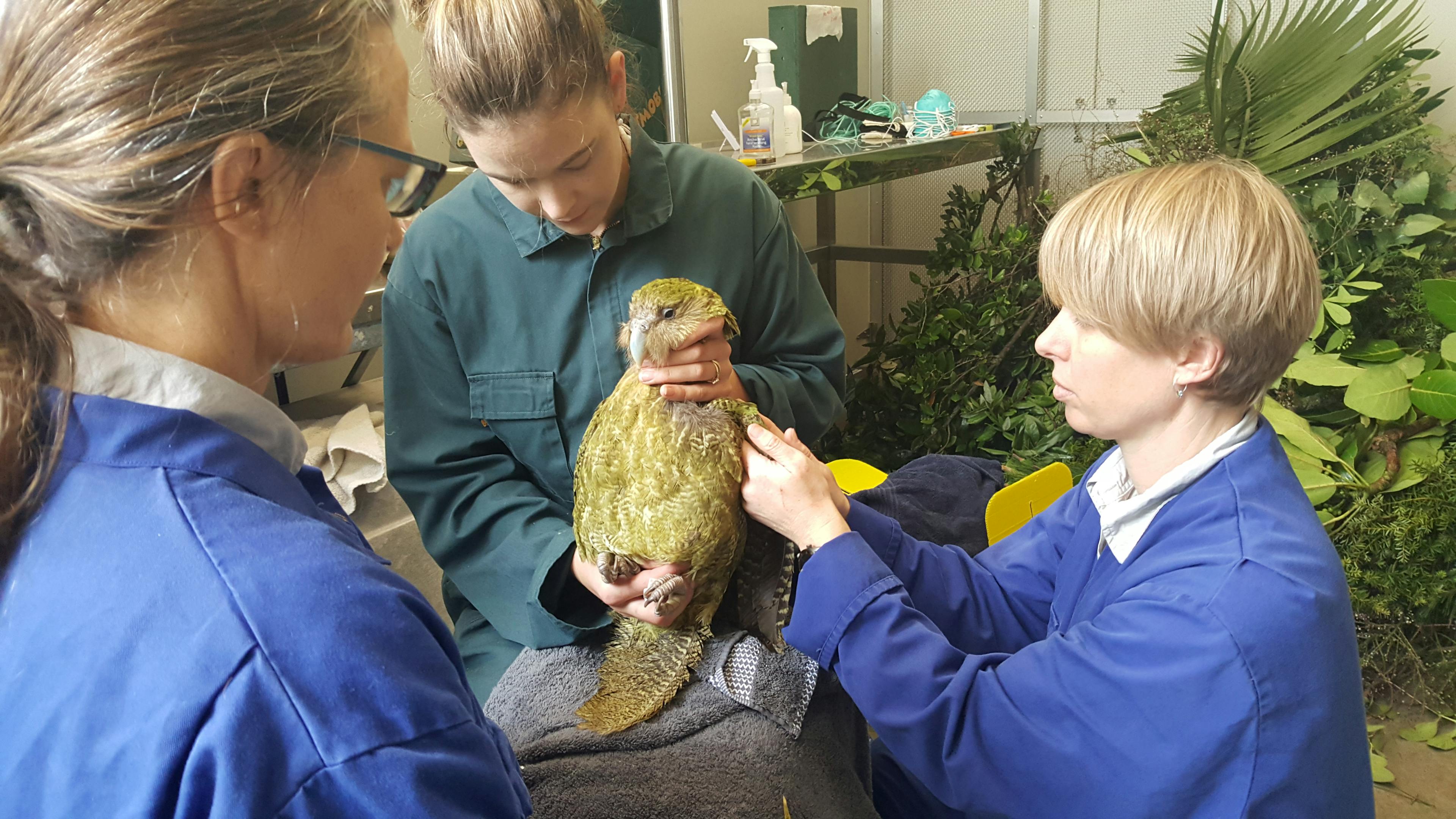 Adult female kākāpō Ihi receiving medical treatment at Auckland Zoo.