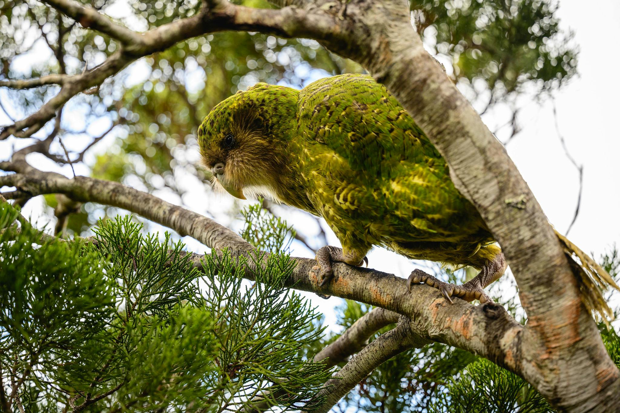 A large speckled green parrot sits on a branch.